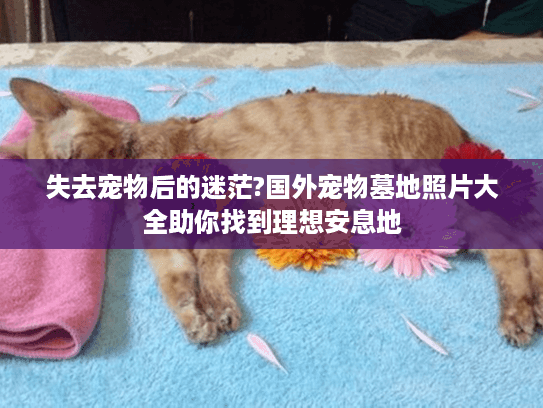 失去宠物后的迷茫?国外宠物墓地照片大全助你找到理想安息地