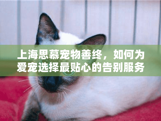 上海思慕宠物善终，如何为爱宠选择最贴心的告别服务？