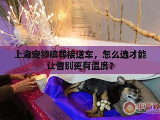 上海宠物殡葬接送车，怎么选才能让告别更有温度？