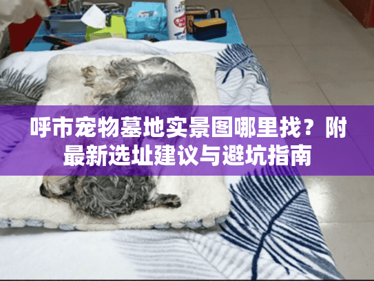 呼市宠物墓地实景图哪里找？附最新选址建议与避坑指南