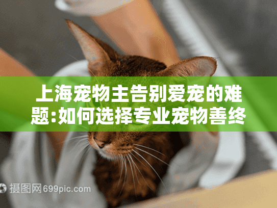上海宠物主告别爱宠的难题:如何选择专业宠物善终服务?