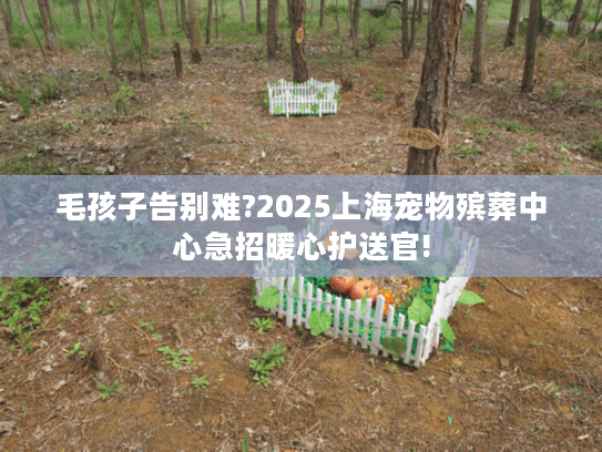 毛孩子告别难?2025上海宠物殡葬中心急招暖心护送官!