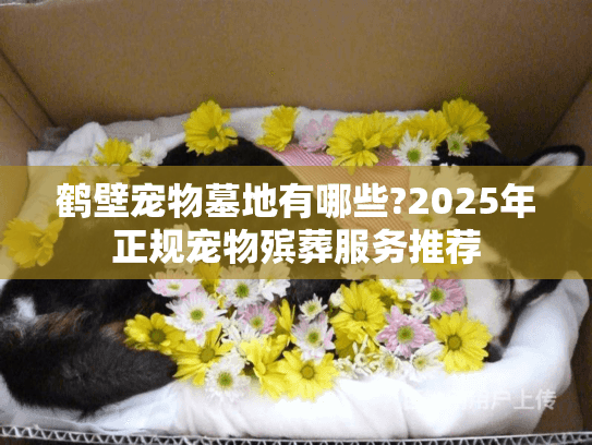 鹤壁宠物墓地有哪些?2025年正规宠物殡葬服务推荐