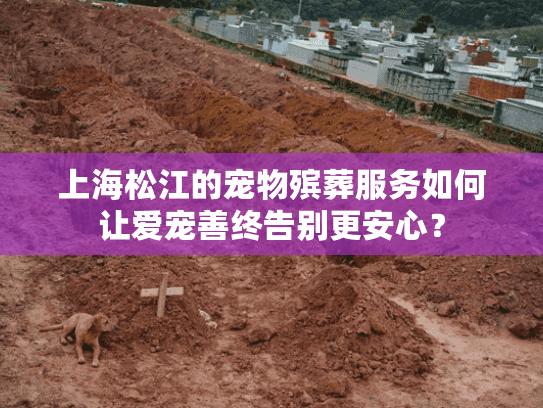 上海松江的宠物殡葬服务如何让爱宠善终告别更安心？