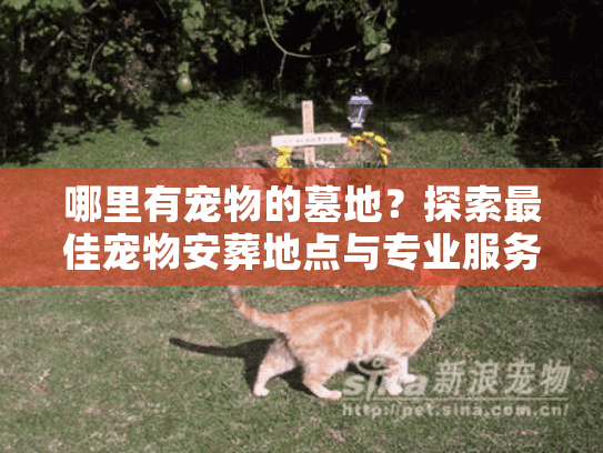哪里有宠物的墓地？探索最佳宠物安葬地点与专业服务指南