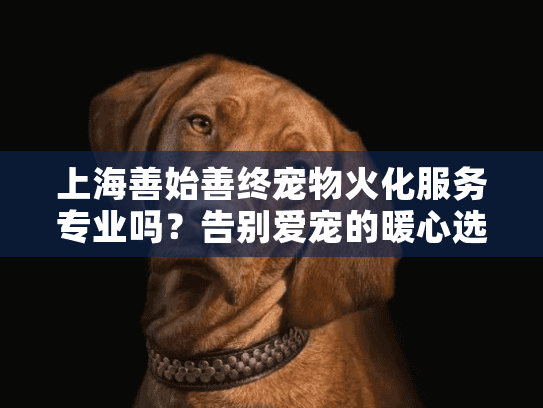 上海善始善终宠物火化服务专业吗？告别爱宠的暖心选择