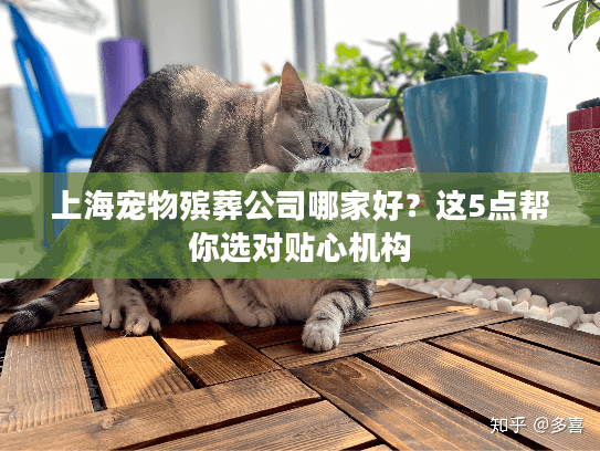 上海宠物殡葬公司哪家好？这5点帮你选对贴心机构