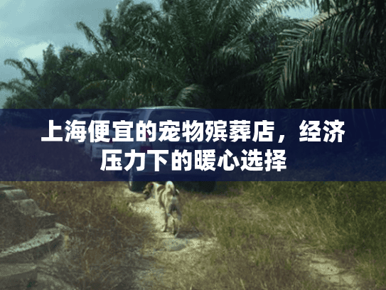 上海便宜的宠物殡葬店，经济压力下的暖心选择