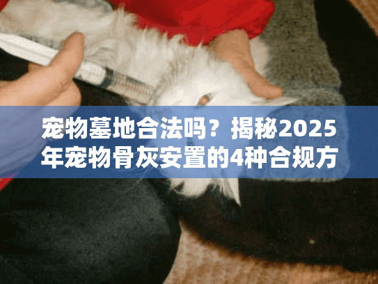 宠物墓地合法吗？揭秘2025年宠物骨灰安置的4种合规方式