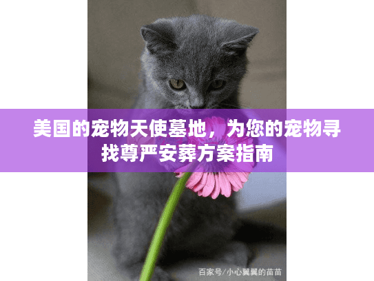 美国的宠物天使墓地,为您的宠物寻找尊严安葬方案指南 美国的宠物天使墓地,为您的宠物寻找尊严安葬方案指南