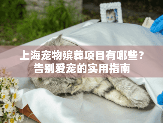 上海宠物殡葬项目有哪些？告别爱宠的实用指南