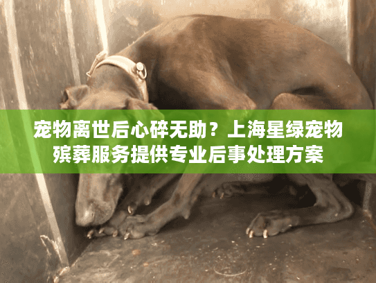 宠物离世后心碎无助？上海星绿宠物殡葬服务提供专业后事处理方案