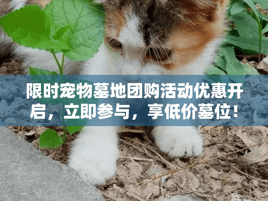 限时宠物墓地团购活动优惠开启，立即参与，享低价墓位！