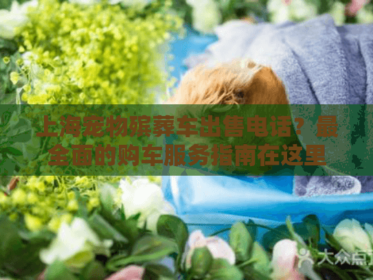 上海宠物殡葬车出售电话？最全面的购车服务指南在这里