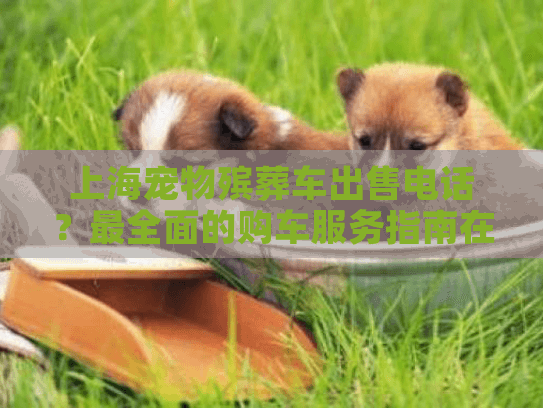 上海宠物殡葬车出售电话？最全面的购车服务指南在这里