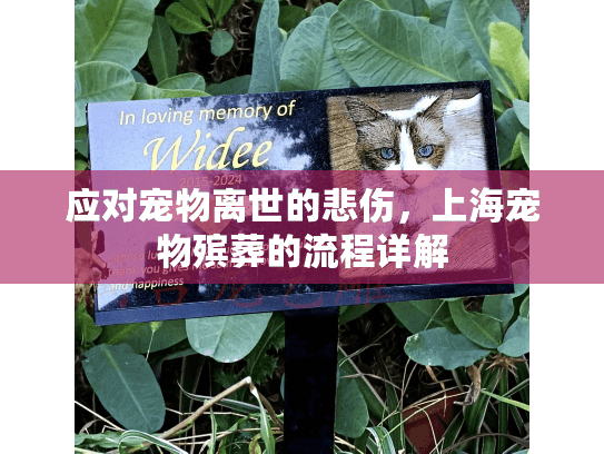 应对宠物离世的悲伤，上海宠物殡葬的流程详解