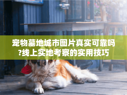宠物墓地城市图片真实可靠吗?线上实地考察的实用技巧
