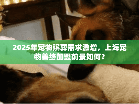 2025年宠物殡葬需求激增，上海宠物善终加盟前景如何？