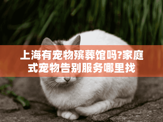上海有宠物殡葬馆吗?家庭式宠物告别服务哪里找