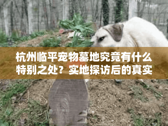 杭州临平宠物墓地究竟有什么特别之处？实地探访后的真实感受分享