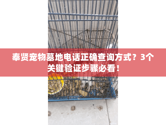 奉贤宠物墓地电话正确查询方式？3个关键验证步骤必看！