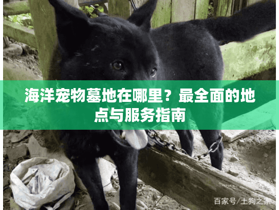 海洋宠物墓地在哪里？最全面的地点与服务指南