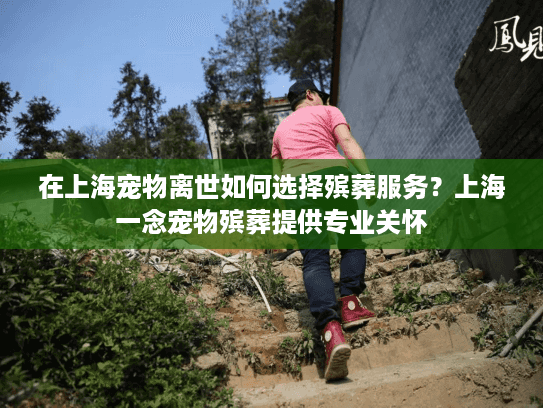 在上海宠物离世如何选择殡葬服务？上海一念宠物殡葬提供专业关怀