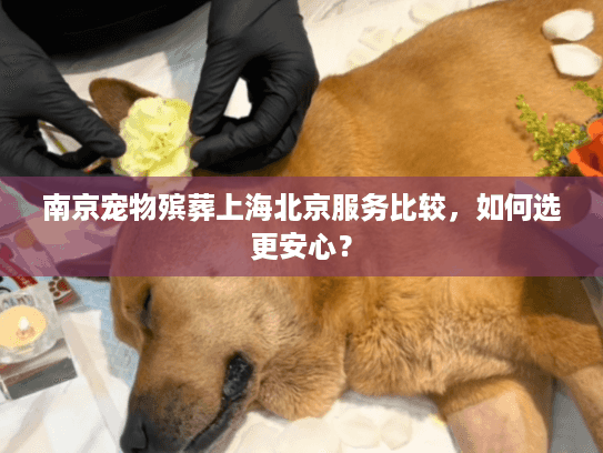 南京宠物殡葬上海北京服务比较，如何选更安心？