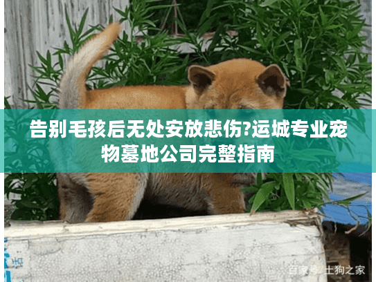 告别毛孩后无处安放悲伤?运城专业宠物墓地公司完整指南