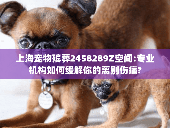 上海宠物殡葬2458289Z空间:专业机构如何缓解你的离别伤痛?
