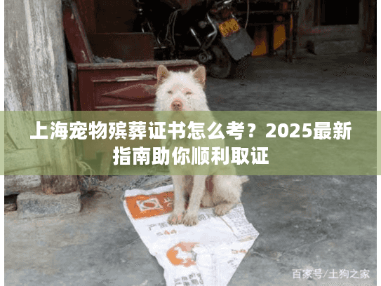 上海宠物殡葬证书怎么考？2025最新指南助你顺利取证