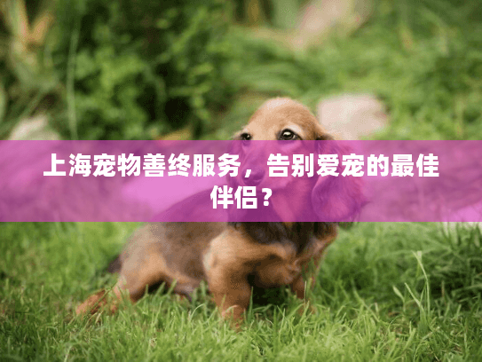 上海宠物善终服务，告别爱宠的最佳伴侣？