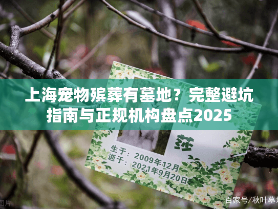 上海宠物殡葬有墓地？完整避坑指南与正规机构盘点2025