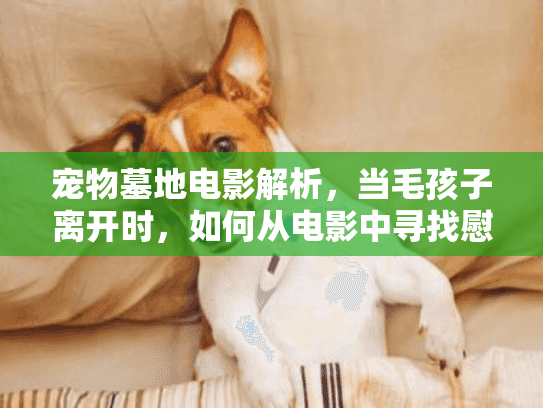 宠物墓地电影解析，当毛孩子离开时，如何从电影中寻找慰藉与答案？