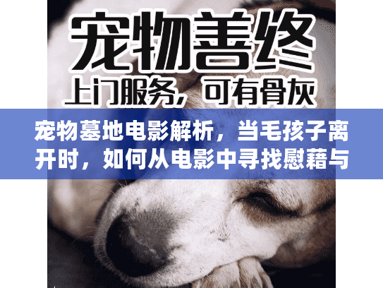 宠物墓地电影解析，当毛孩子离开时，如何从电影中寻找慰藉与答案？