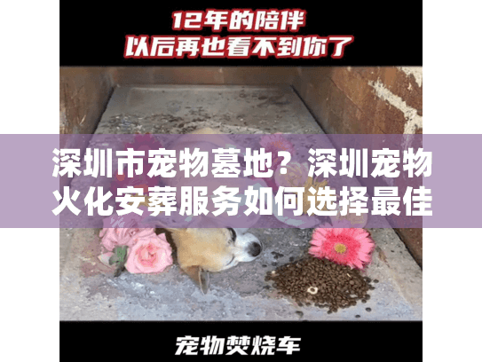 深圳市宠物墓地？深圳宠物火化安葬服务如何选择最佳方案