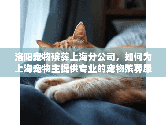 洛阳宠物殡葬上海分公司，如何为上海宠物主提供专业的宠物殡葬服务？
