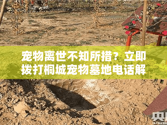 宠物离世不知所措？立即拨打桐城宠物墓地电话解决安葬难题