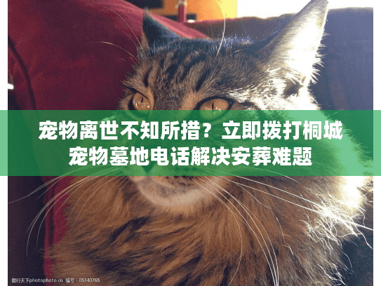宠物离世不知所措？立即拨打桐城宠物墓地电话解决安葬难题