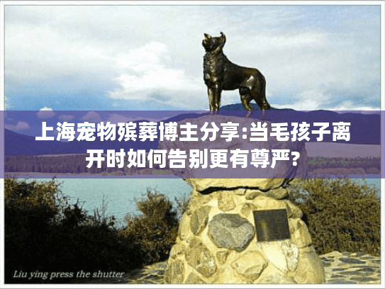 上海宠物殡葬博主分享:当毛孩子离开时如何告别更有尊严?