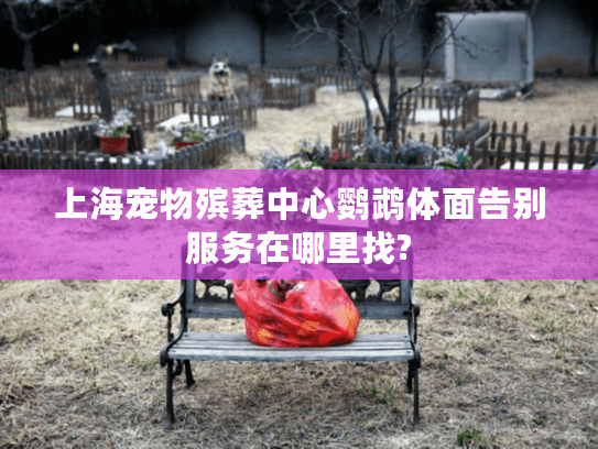 上海宠物殡葬中心鹦鹉体面告别服务在哪里找?