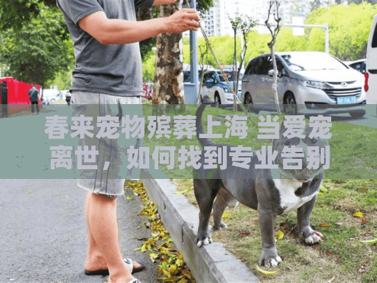 春来宠物殡葬上海 当爱宠离世，如何找到专业告别服务？