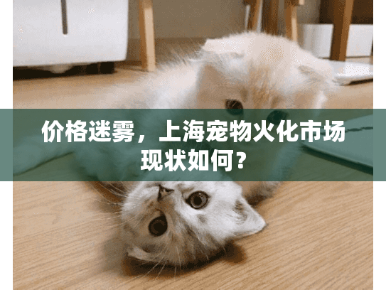 价格迷雾，上海宠物火化市场现状如何？