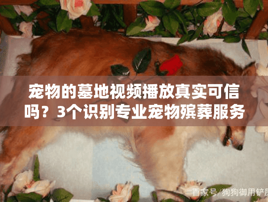 宠物的墓地视频播放真实可信吗?3个识别专业宠物殡葬服务的关键点 宠物的墓地视频播放真实可信吗?3个识别专业宠物殡葬服务的关键点
