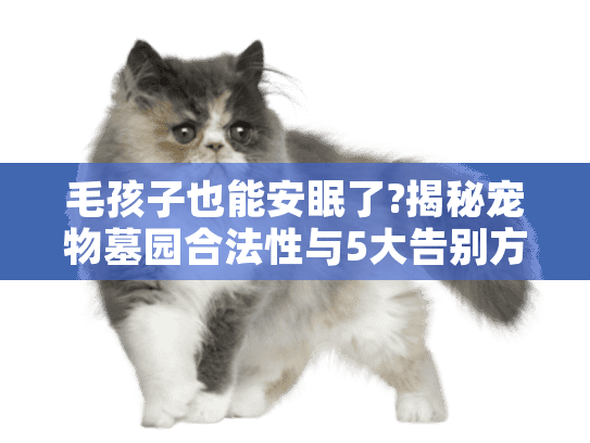 毛孩子也能安眠了?揭秘宠物墓园合法性与5大告别方式推荐