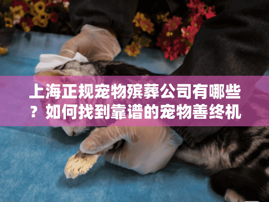 上海正规宠物殡葬公司有哪些？如何找到靠谱的宠物善终机构？