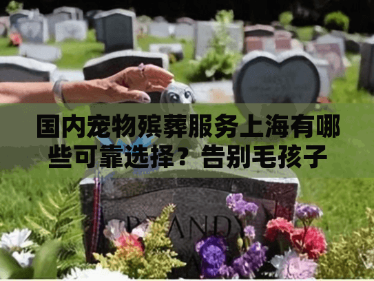 国内宠物殡葬服务上海有哪些可靠选择？告别毛孩子需要注意什么？