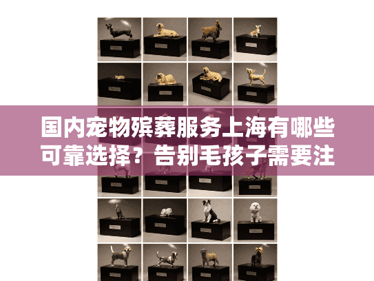 国内宠物殡葬服务上海有哪些可靠选择？告别毛孩子需要注意什么？