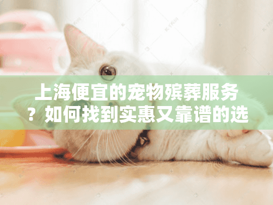 上海便宜的宠物殡葬服务？如何找到实惠又靠谱的选择