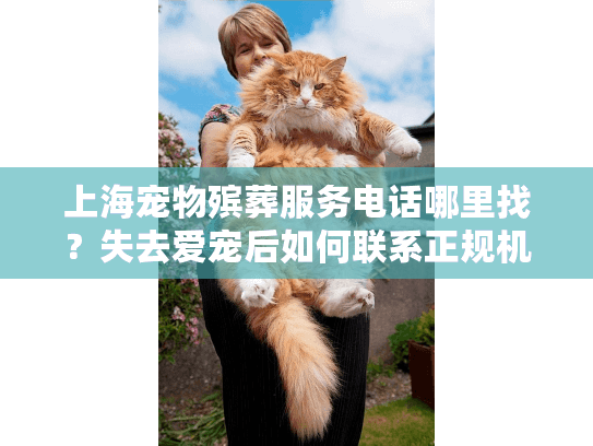 上海宠物殡葬服务电话哪里找？失去爱宠后如何联系正规机构